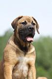 BOERBULL 060